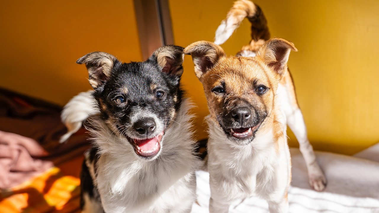 Dumped in Bushland with Taped Mouths - Aussie and Matilda's Dramatic Rescue