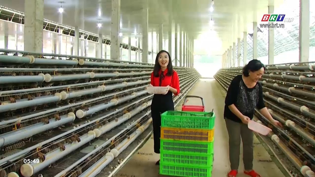 Mô hình nuôi chim cút sạch