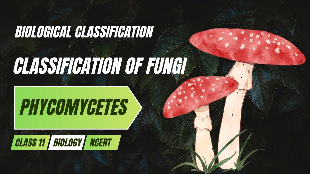 Phycomycetes | Classification of Fungi | Biology Class 11 NCERT