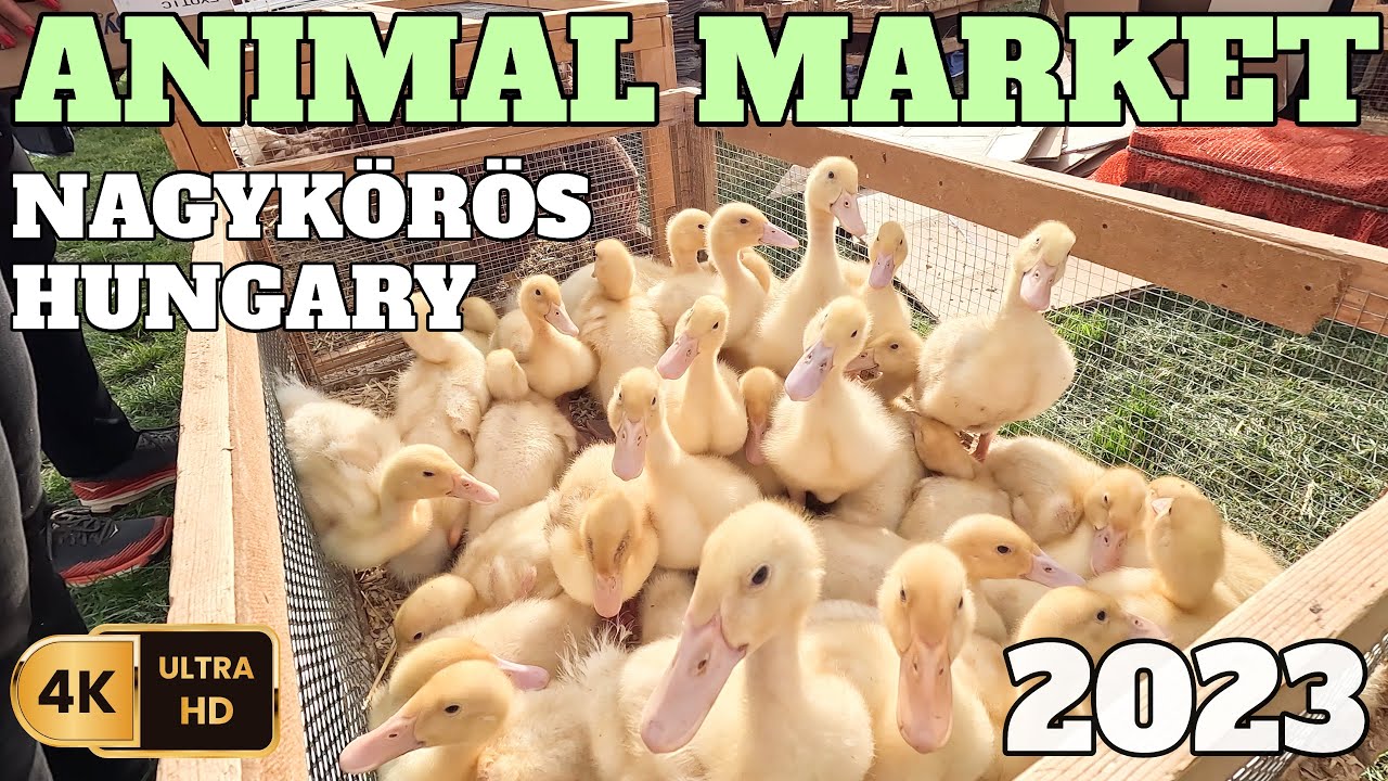 NAGYKŐRÖSI SZENT GYÖRGY NAPI VÁSÁR - 2023.04.30 - HUNGARIAN MEGA ANIMAL MARKET - 4K