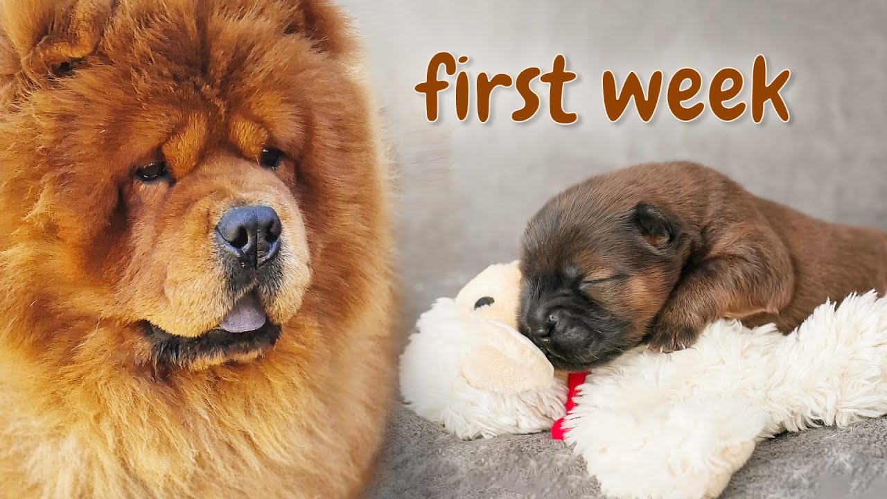 Chow Chow Puppy’s First Day | The Mike Chronicles Ep.1