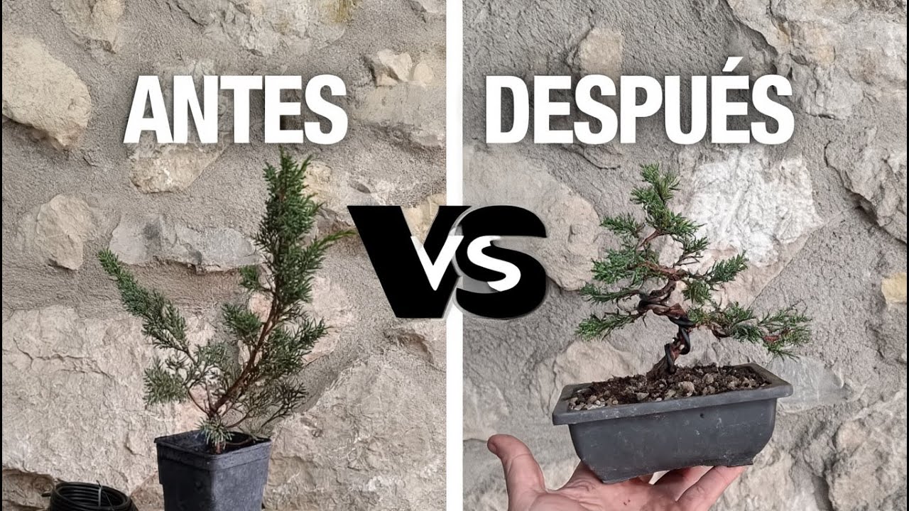 ¡De Plantón a Bonsái en 5 Minutos! El Truco Que Nadie Te Cuenta 🌱🔥