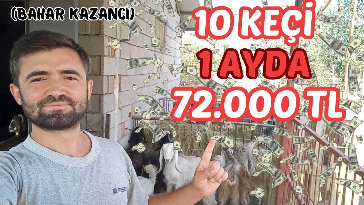 10 SÜT KEÇİSİ BAHAR KAZANCI | Süt Keçisi Kaç Para Kazandırır ?