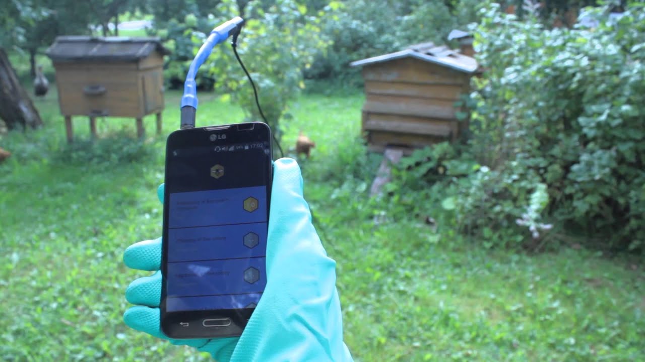 Beegnostic - diagnose bees creating sound and determine their physiological state