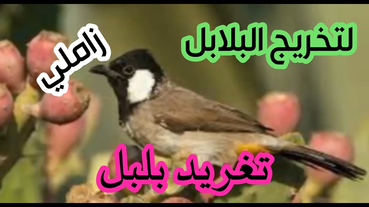 تغريد بلبل طور زاملي