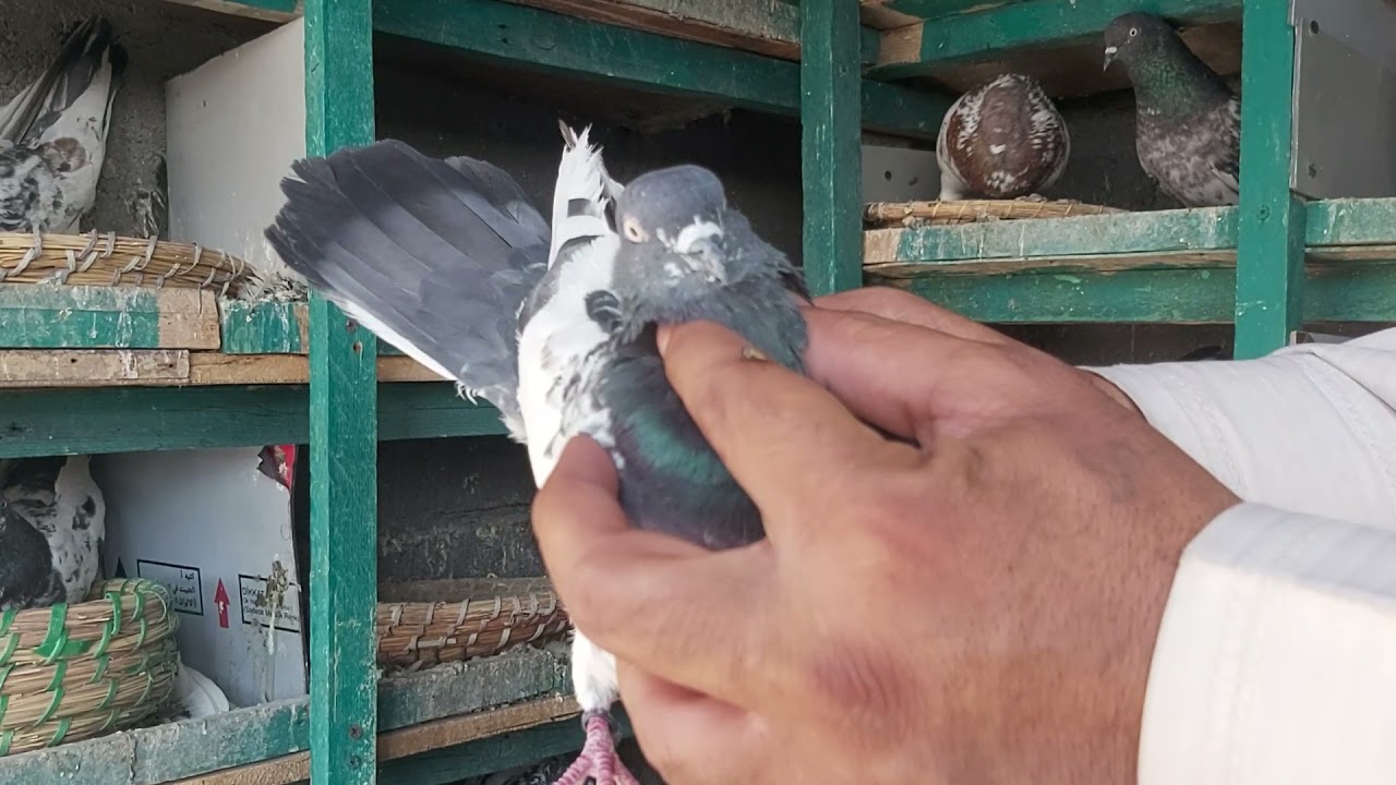 طيور محمد الراوي