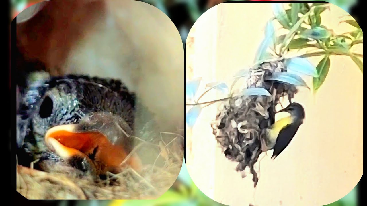 Sunbird #Nesting #chick