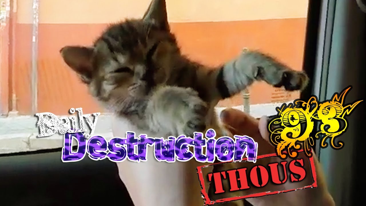 Daily Destruction Thous 93 - Los Gatos sobados y Paella de Negro