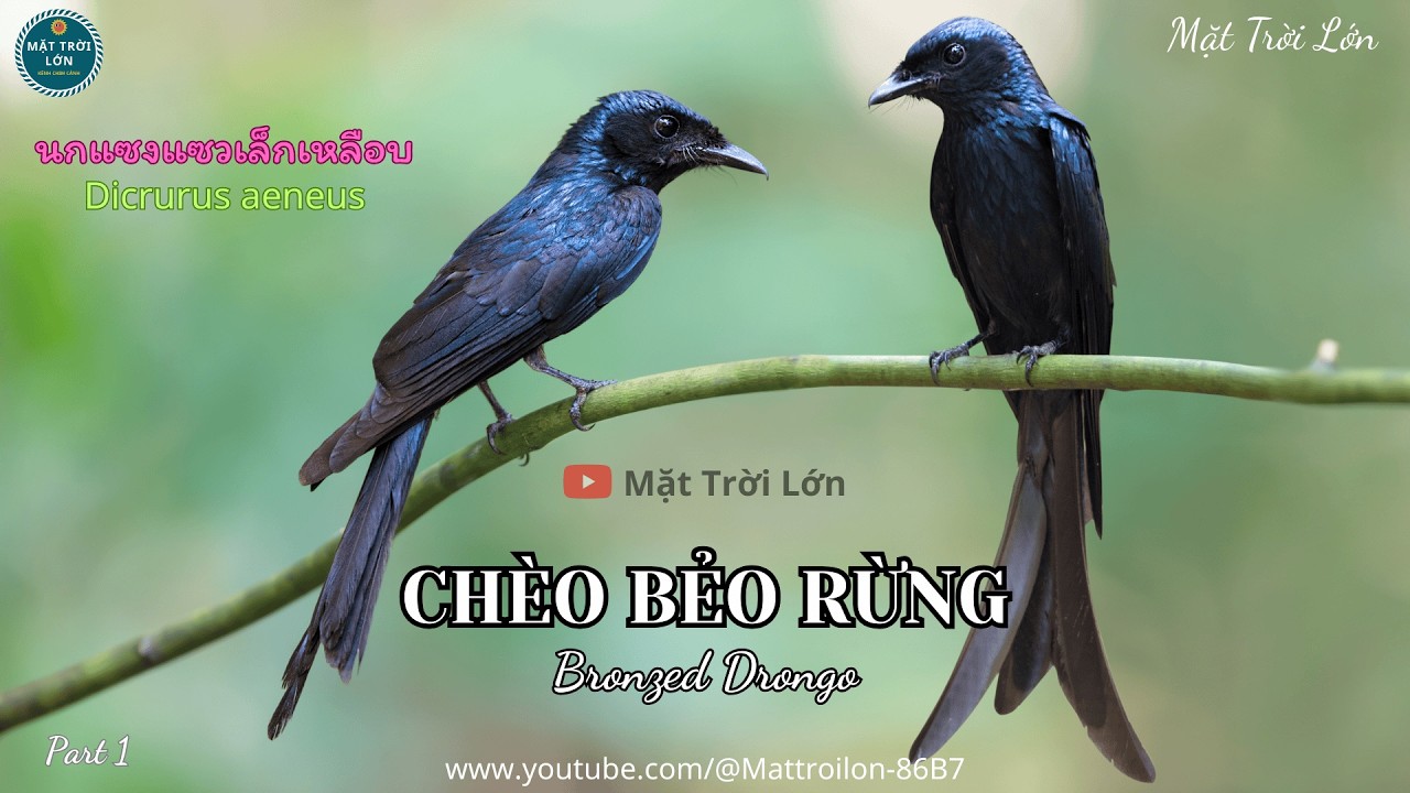 ✅Tiếng chim Chèo bẻo rừng gọi bầy chuẩn không tạp âm mp3 | Bronzed Drongo sound call (P1)