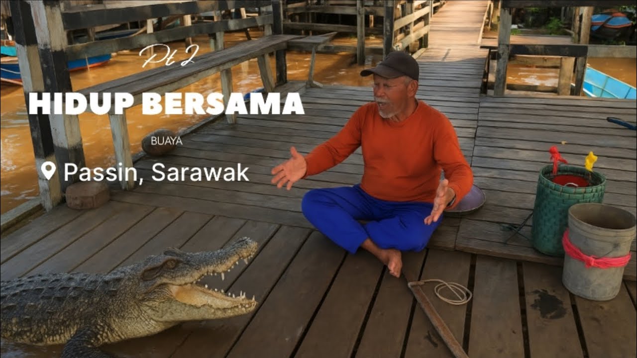 Sudah biasa, hidup bersama buaya (Passin, Sarawak)