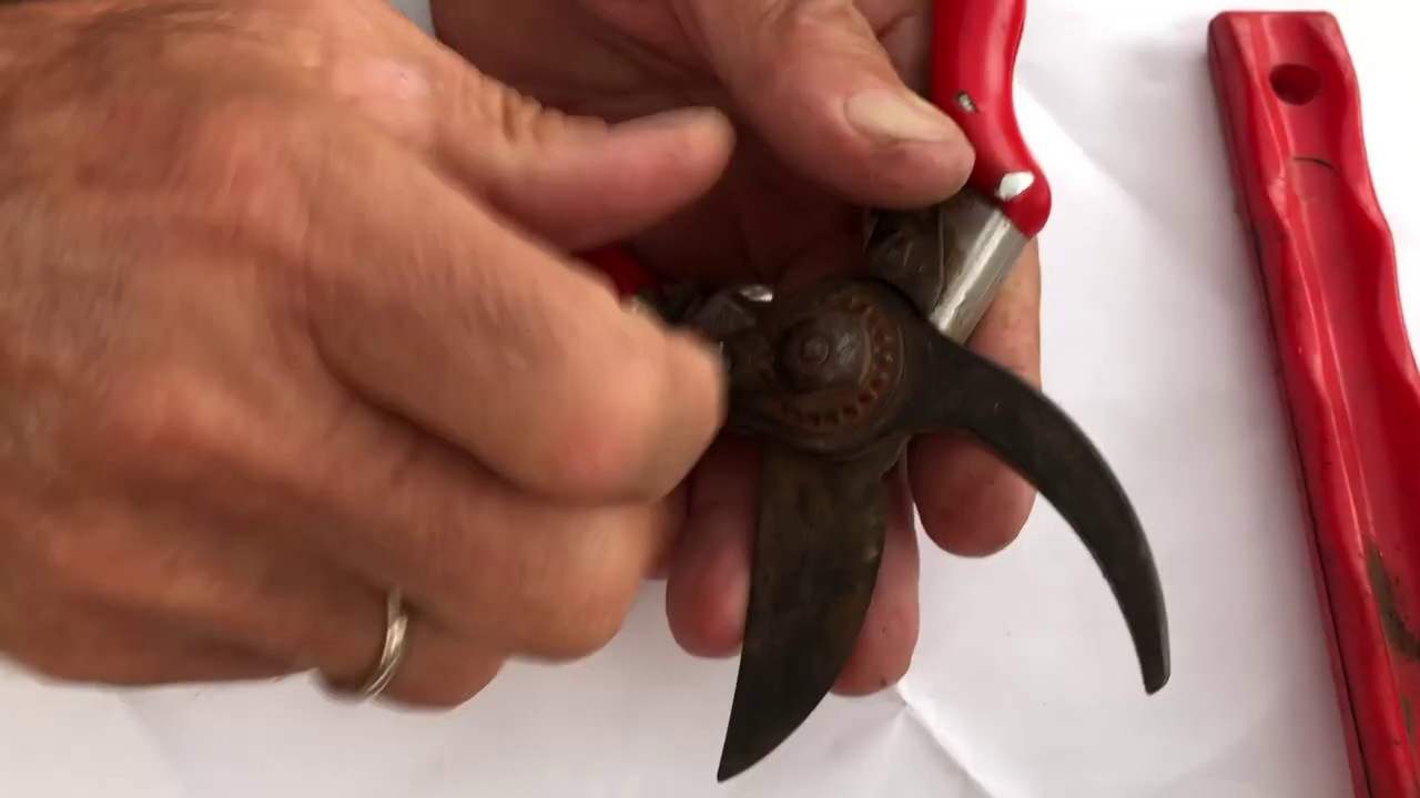 How to clean and sharpen secateurs featuring Brian Wagner from Wagner's Rose Nursery