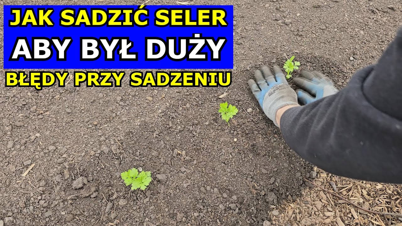Tak Posadź Seler, aby BYŁ DUŻY. Błędne Sadzenie Selera. Jak sadzić Seler korzeniowy i naciowy Uprawa