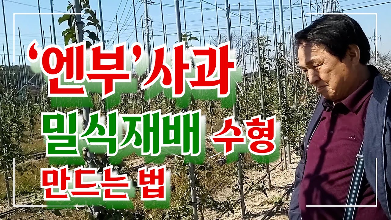 &lsquo;엔부&rsquo;사과 밀식재배 수형 만드는 법