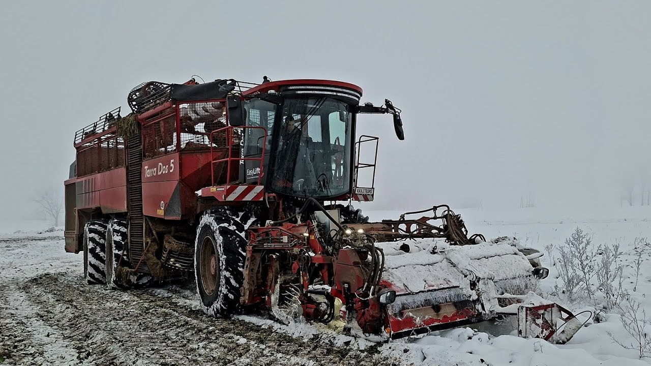 zimowe wykopki / AGROFARM JURKOWICE / KRAJTRANS / HOLMER Terra Dos 5