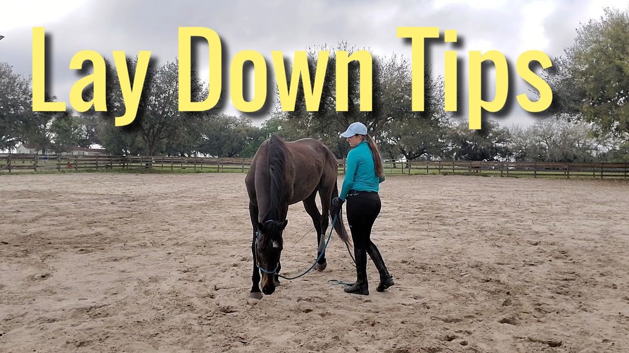 Laying down your horse tips with some  Thoroughbreds