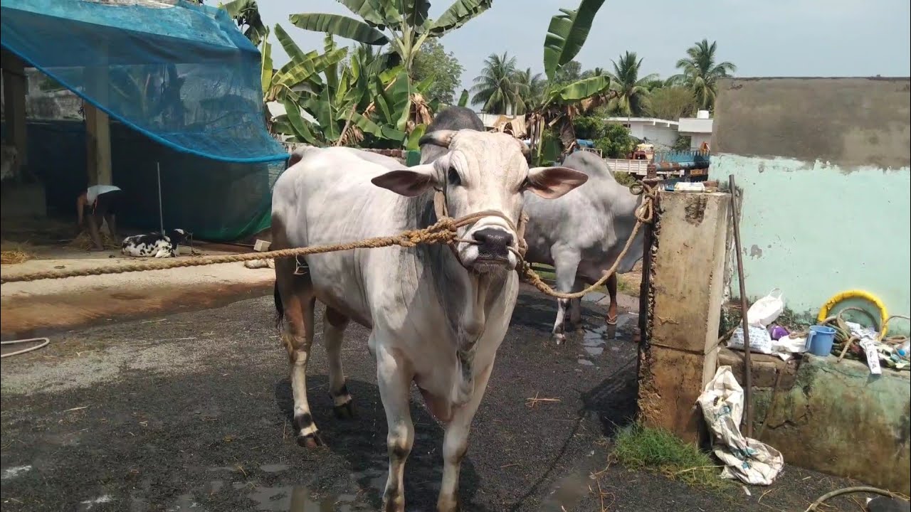 RK BULLS VETAPALEM.(రామ లెజెండ్)