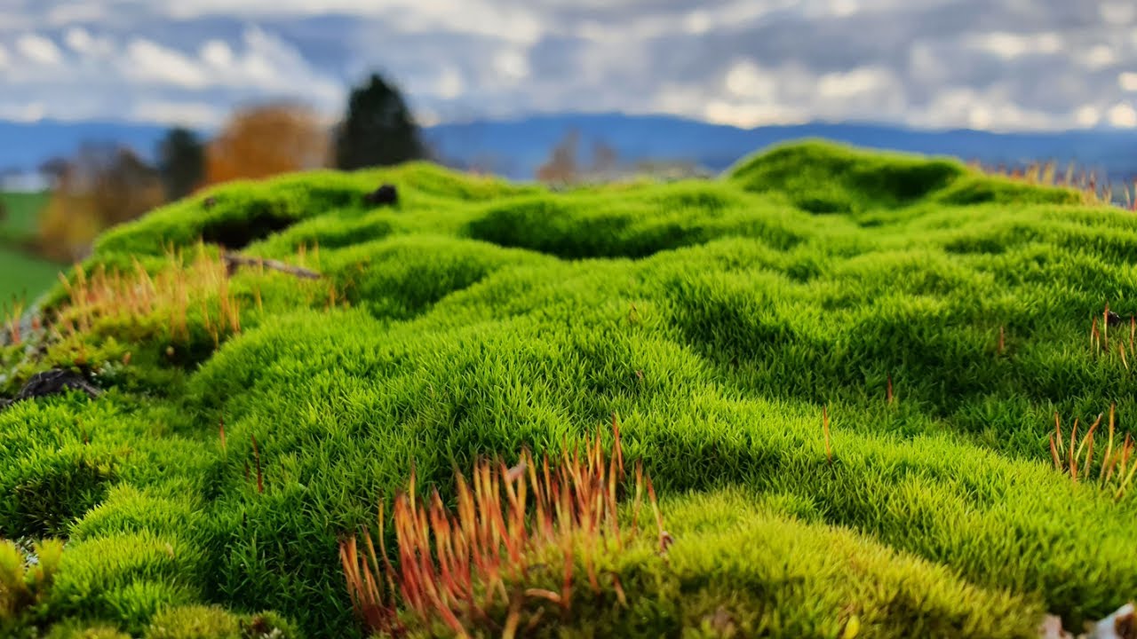 Piano Markus Stromeyer - Green Green Moss