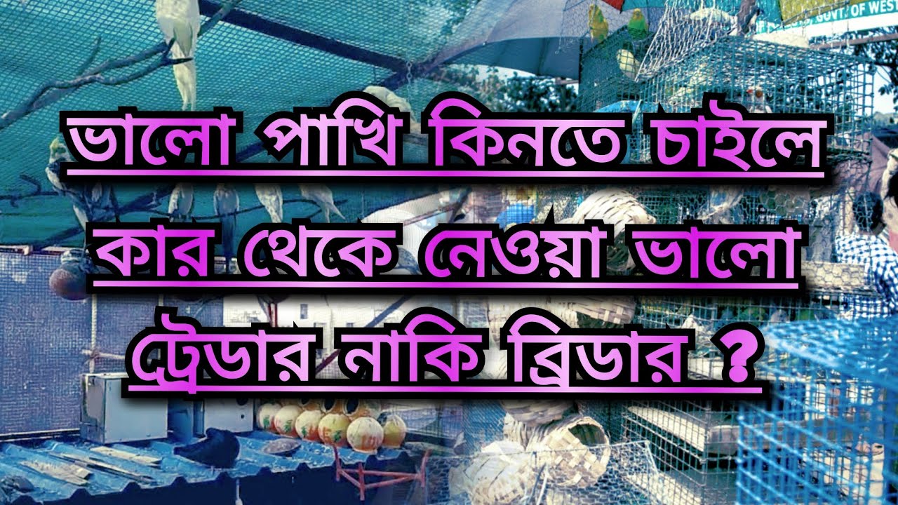 ভালো পাখি কিনতে চাইলে কার থেকে নেওয়া ভালো ট্রেডার নাকি ব্রিডার ?🙏🙏🙏