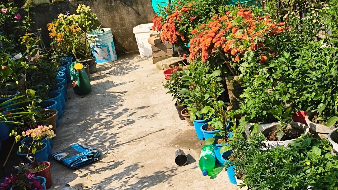 @সকালের ছাদ বাগান লাইভ ভিডিও তোমাদের সঙ্গে শেয়ার করলাম