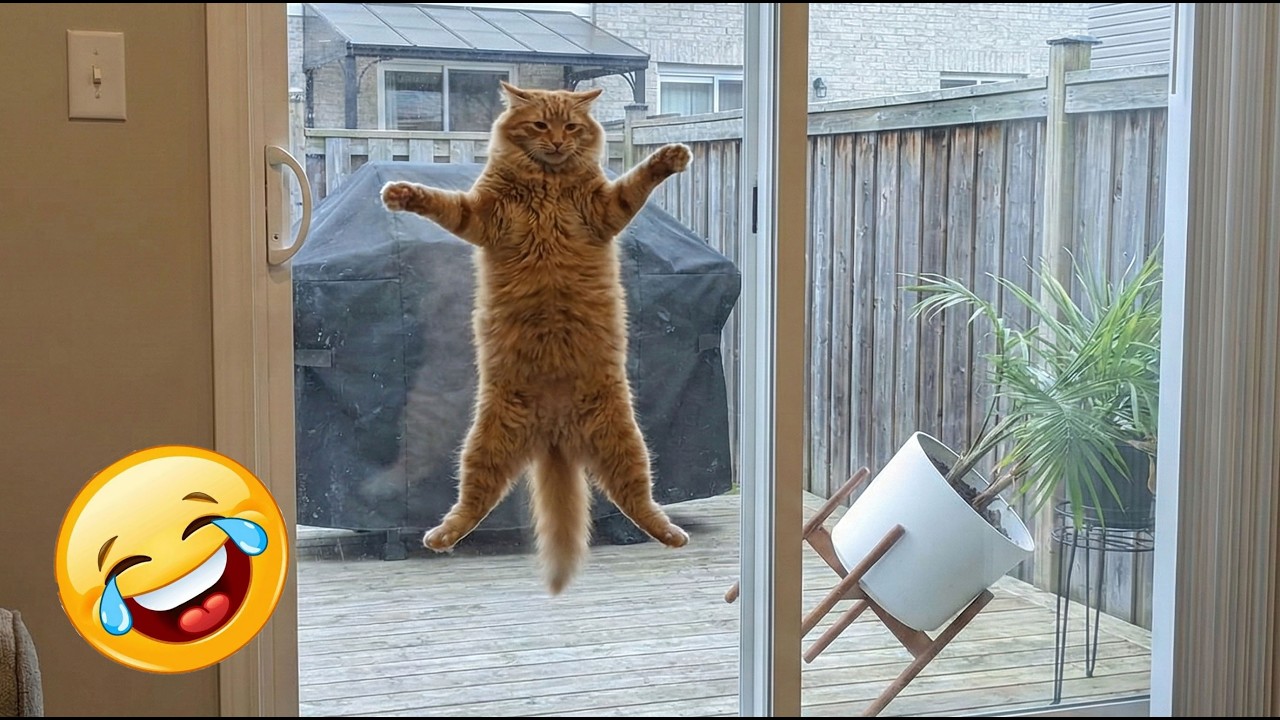 Ultimate Cat Fails 2026 Cat Attempts High Jump Hits Glass Door