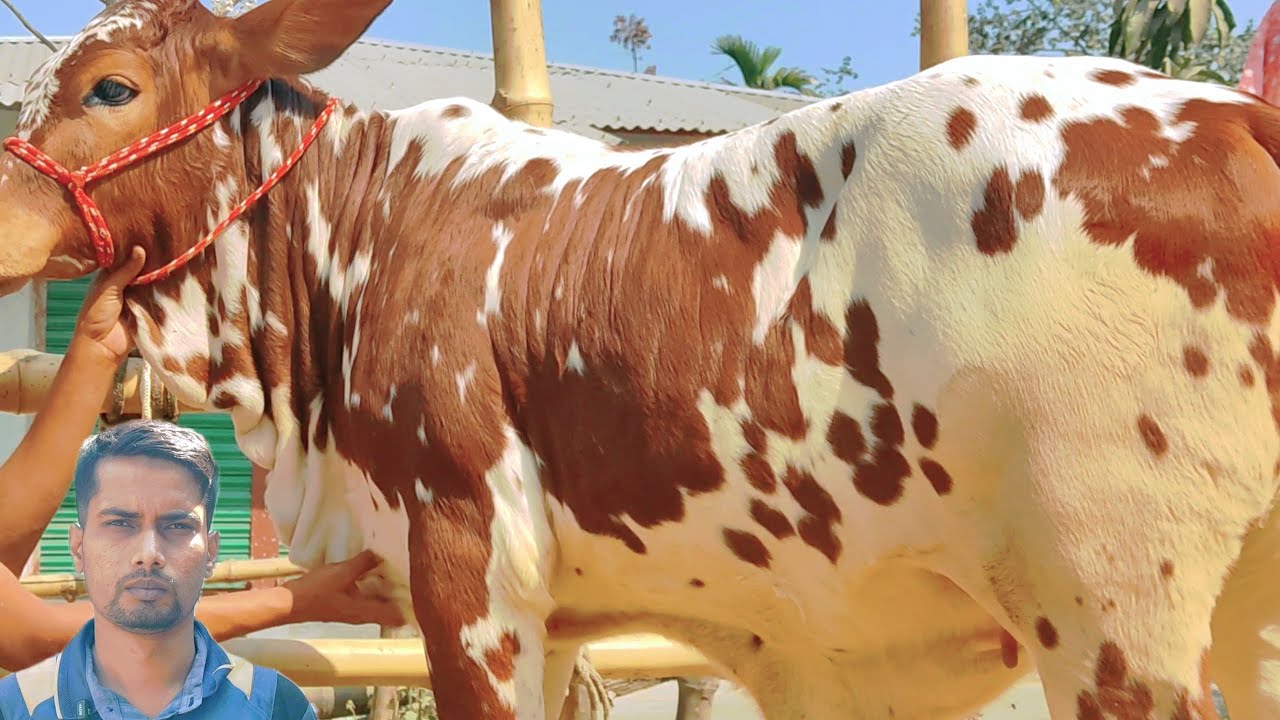 শাহীওয়াল এবং পাকিস্তানি রাথি শাহীওয়াল গরু ক্রয় করুন সীমিত মূল্যে তারেক ডেইরি এন্ড এগ্রো ফার্মে