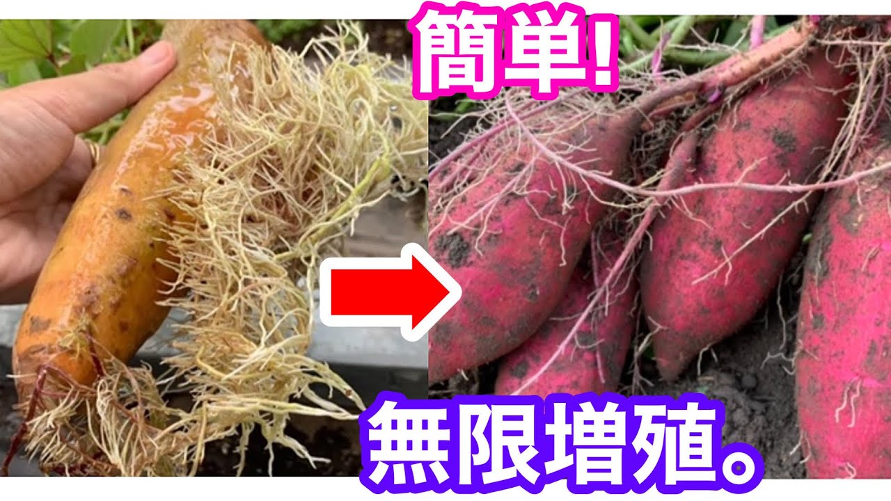 スーパーのさつまいもを水につけたら増殖しすぎて大変なことに…。