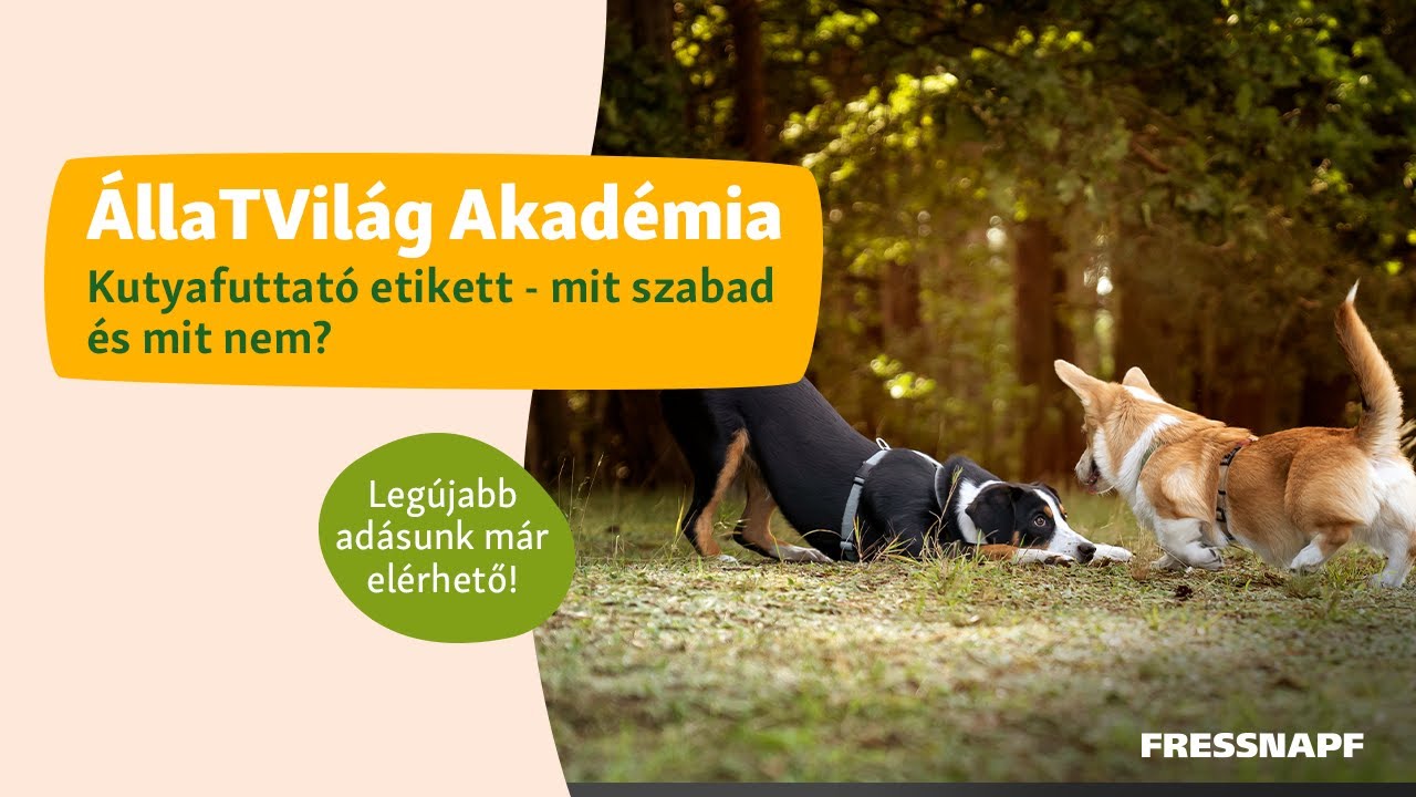 ÁllaTVilág Akadémia - Kutyafuttató etikett - mit szabad és mit nem?