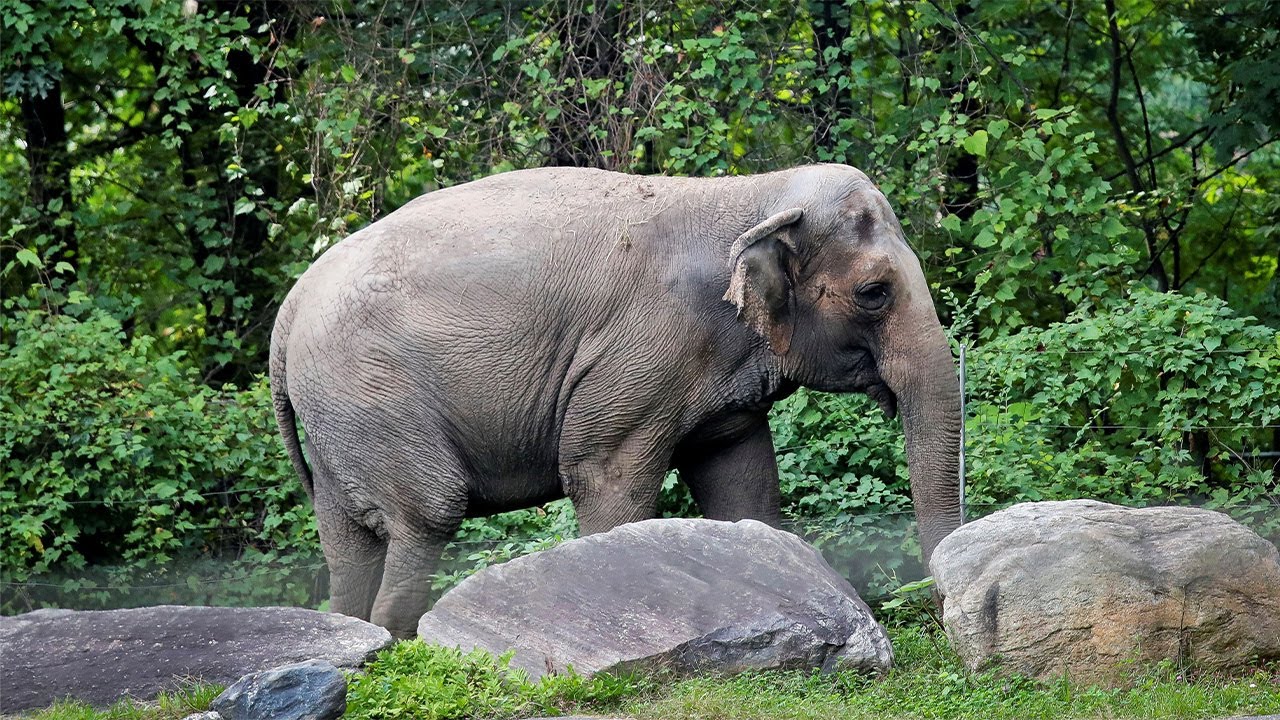 NY high court rules Bronx zoo elephant is not a person