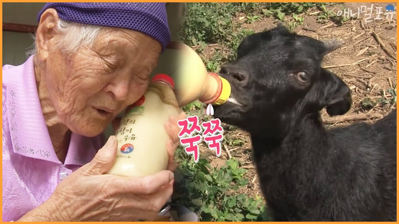 [동물다큐 풀버전] 94세 할머니와 사람'만' 따르는 아기염소 빽빽이｜아흔넷, 빽빽이 엄마 KBS 방송