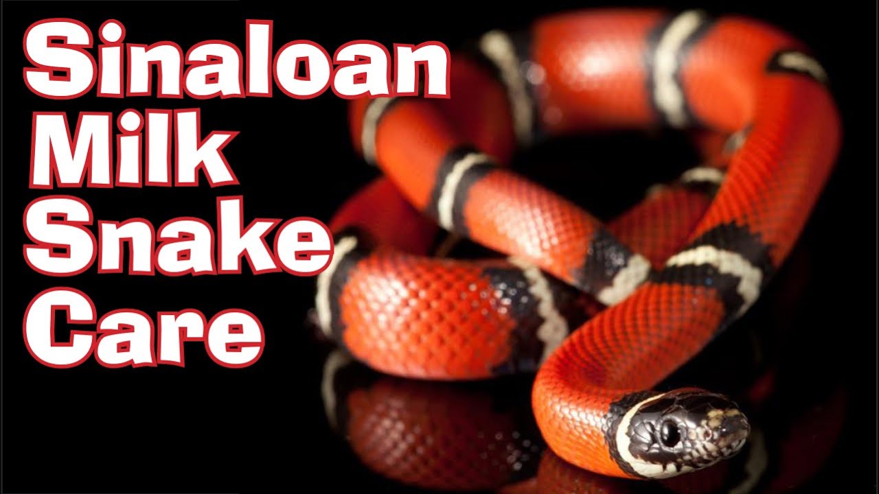 Sinaloan Milk Snake: Care, Breeding and Morphs!