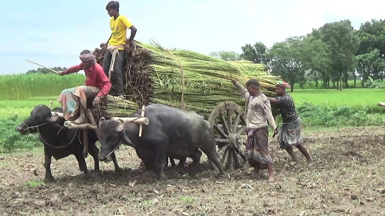 কাঁদার মধ্যে থেকে মহিষের গাড়ি উদ্ধার 😢😢 Rescue of jute loaded buffalo cart from the mud -
