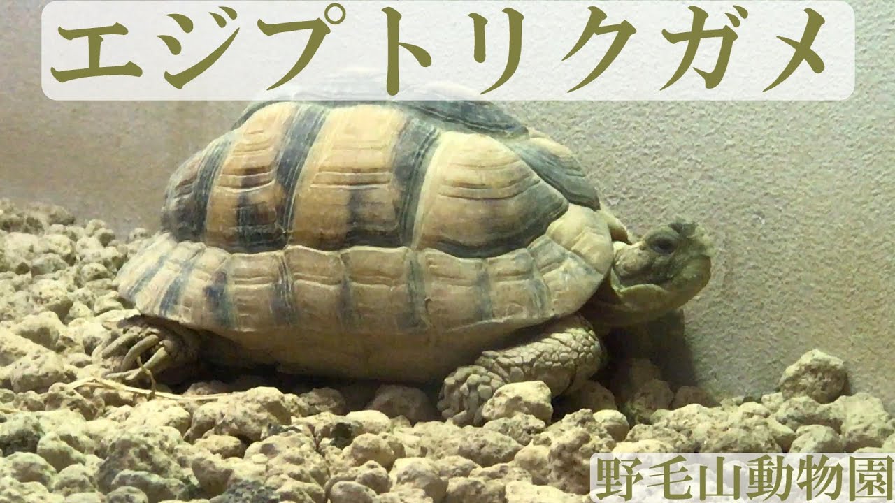 【貴重】エジプトリクガメが大好きな方だけ観てください