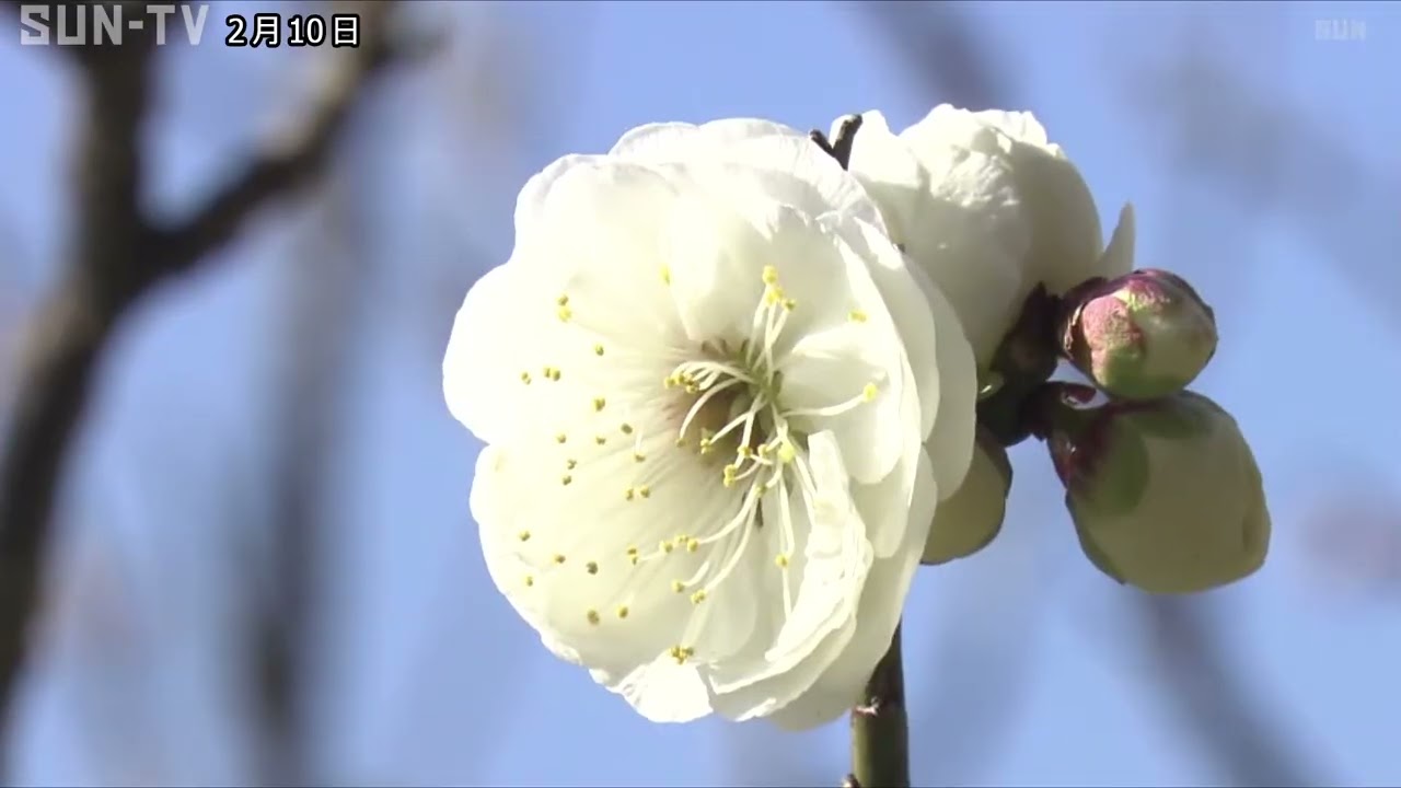 須磨離宮公園　25種160本ウメの花が咲き始め　今月中旬以降が見頃