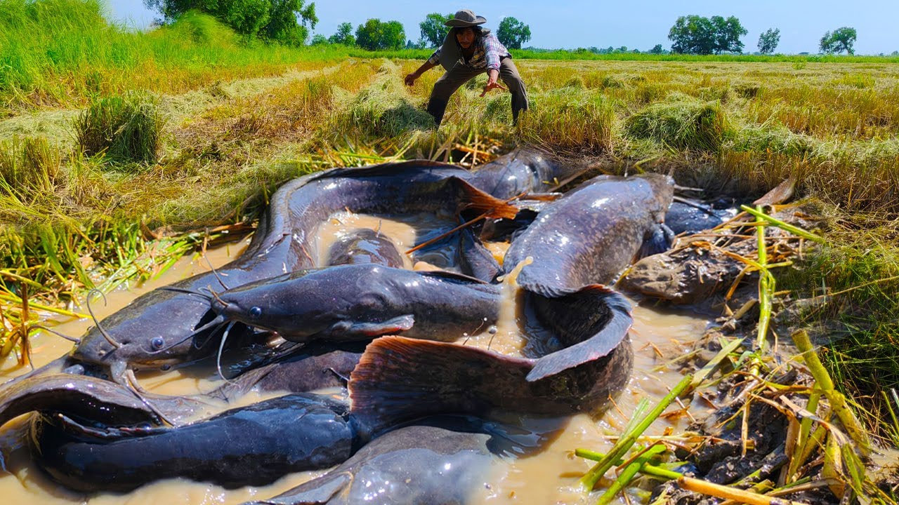 wow unique, catch a lot of fish and pick duck eggs in water in rice field