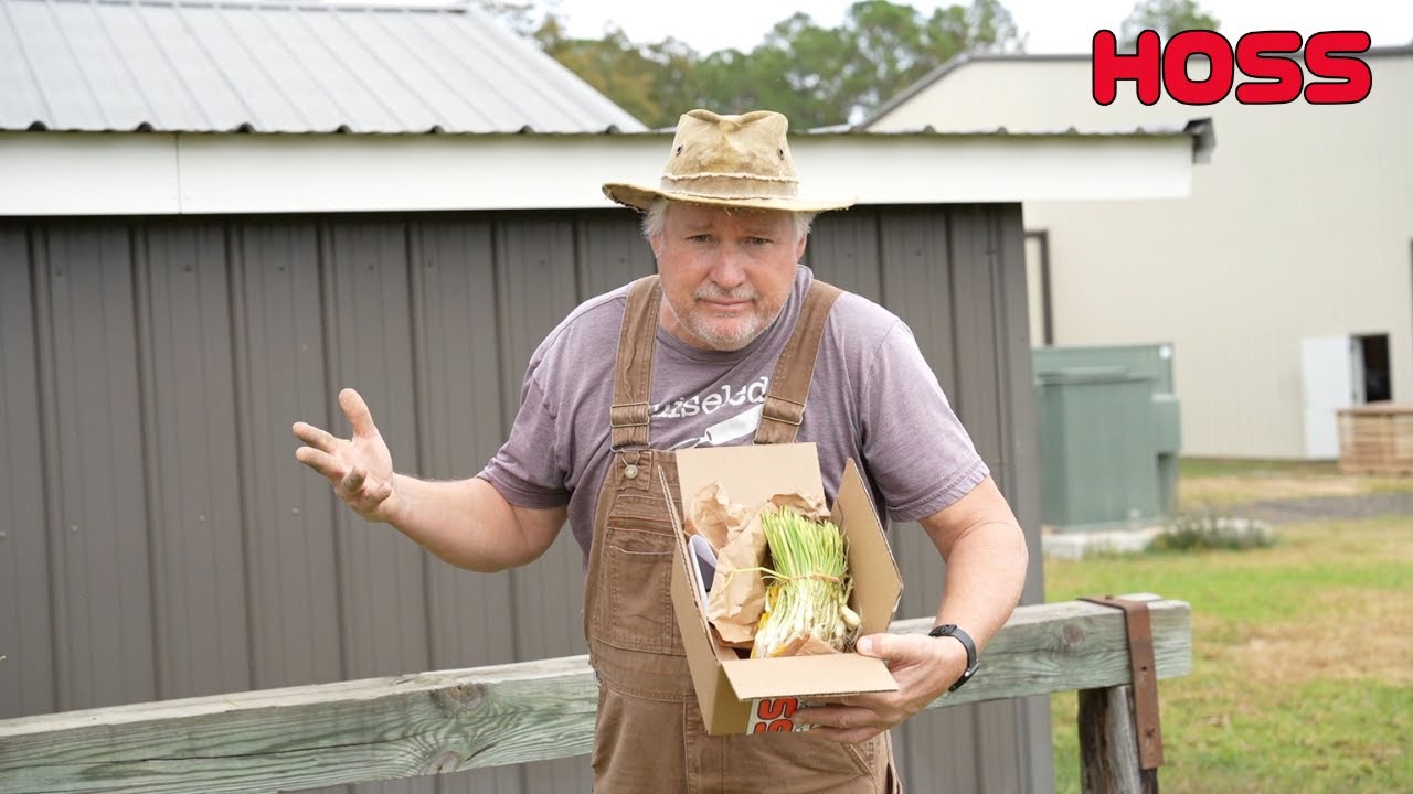 I Just Received My Onion Plants! What Do I Do Now?