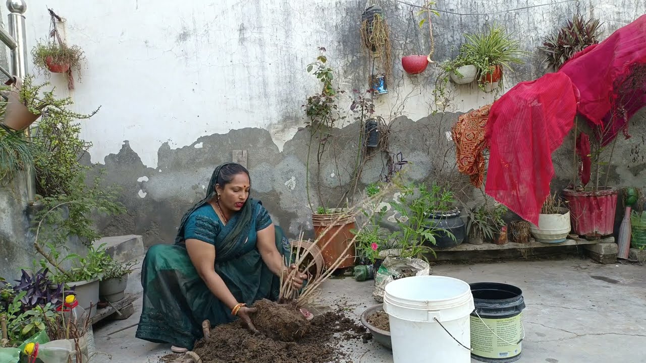 शंखपुष्पी के पौधे को कब रिपोर्ट करें! सफेद ज‌डो का कैसे इस्तेमाल करें #garden plants # viral🌱🪹