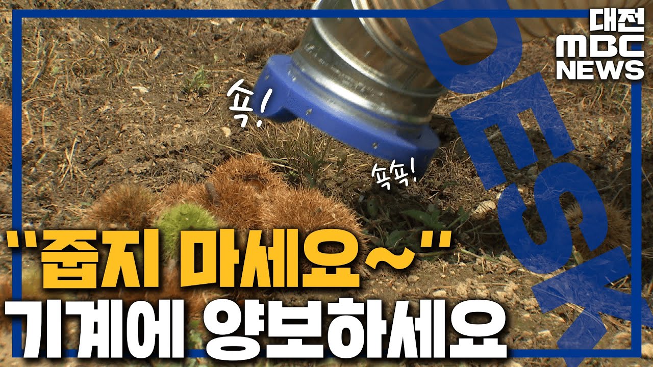 '1대가 10명 몫' 밤 수집기 효자/대전MBC