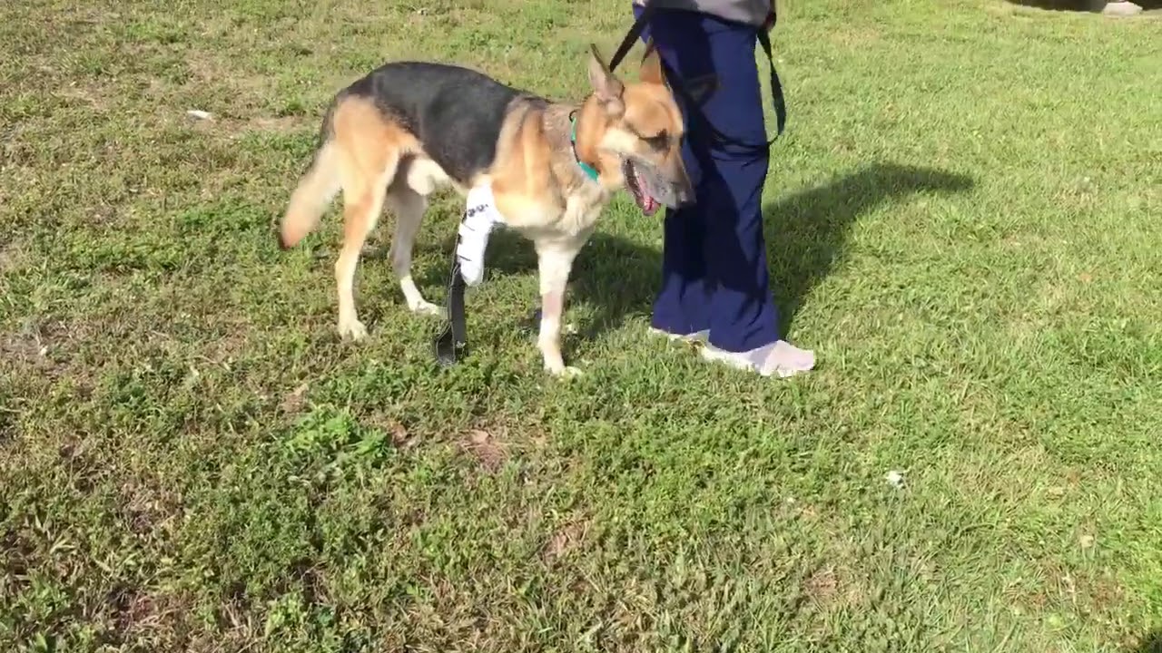 Front leg Prosthesis for dogs