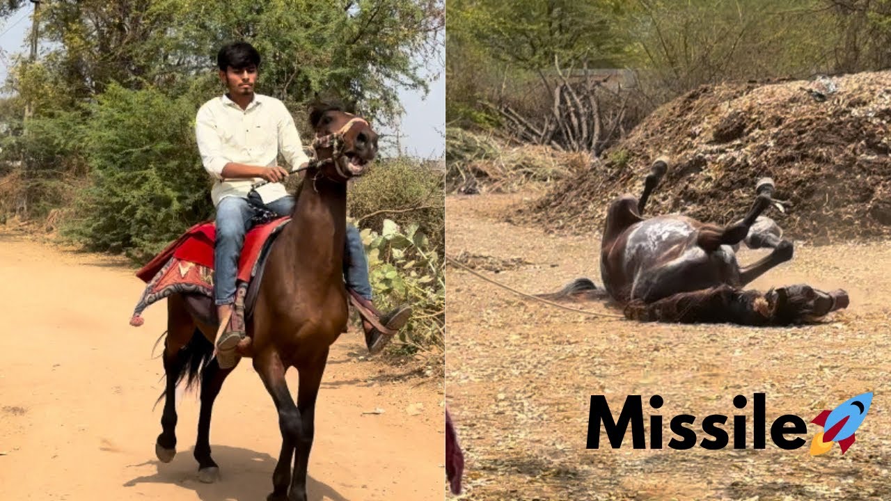 Missile🐴 from Kondh [ SURENDRANAGAR ]