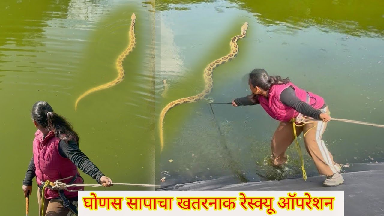 😱🐍अरे बापरे शेततळ्यात पडलेल्या अतिविषारी घोणस सापाला शेवटी पाण्यात उतरून पकडावे लागले पाहा🐍😳