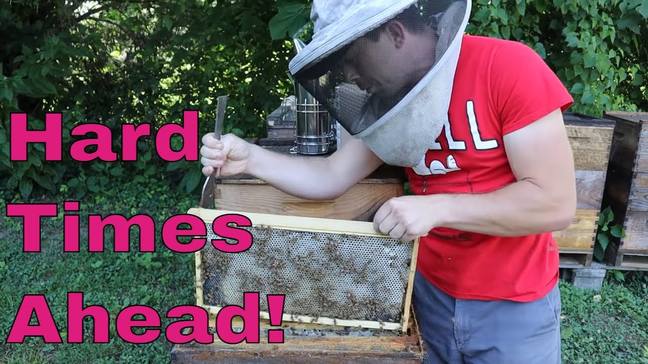 🐝Preventing Robbing & Summer Bee Losses!