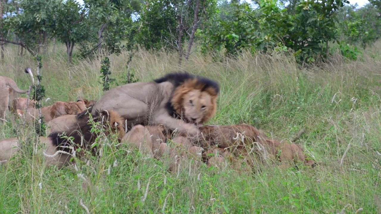 Mangheni Pride & Majingilane males on a kill