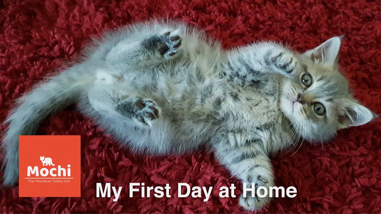 MOCHI The Mackerel Tabby Cat | British Shorthair Kitten | My First Day at Home