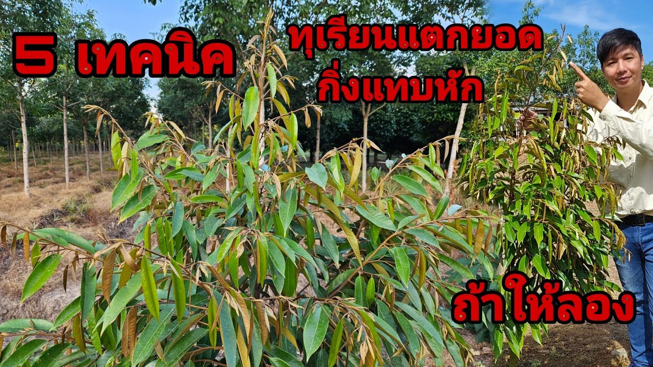 ทุเรียนแตกยอด​ กิ่งแทบหัก​ 5​ เทคนิคง่ายๆ​ ถ้าให้ลอง