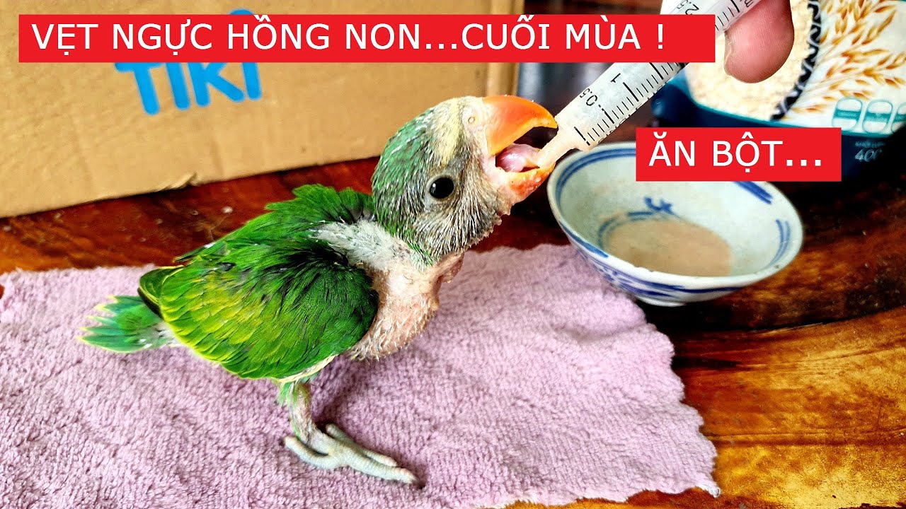 Nuôi thử vẹt ngực hồng non cuối mùa 250k còn ăn bột | Trường Phạm