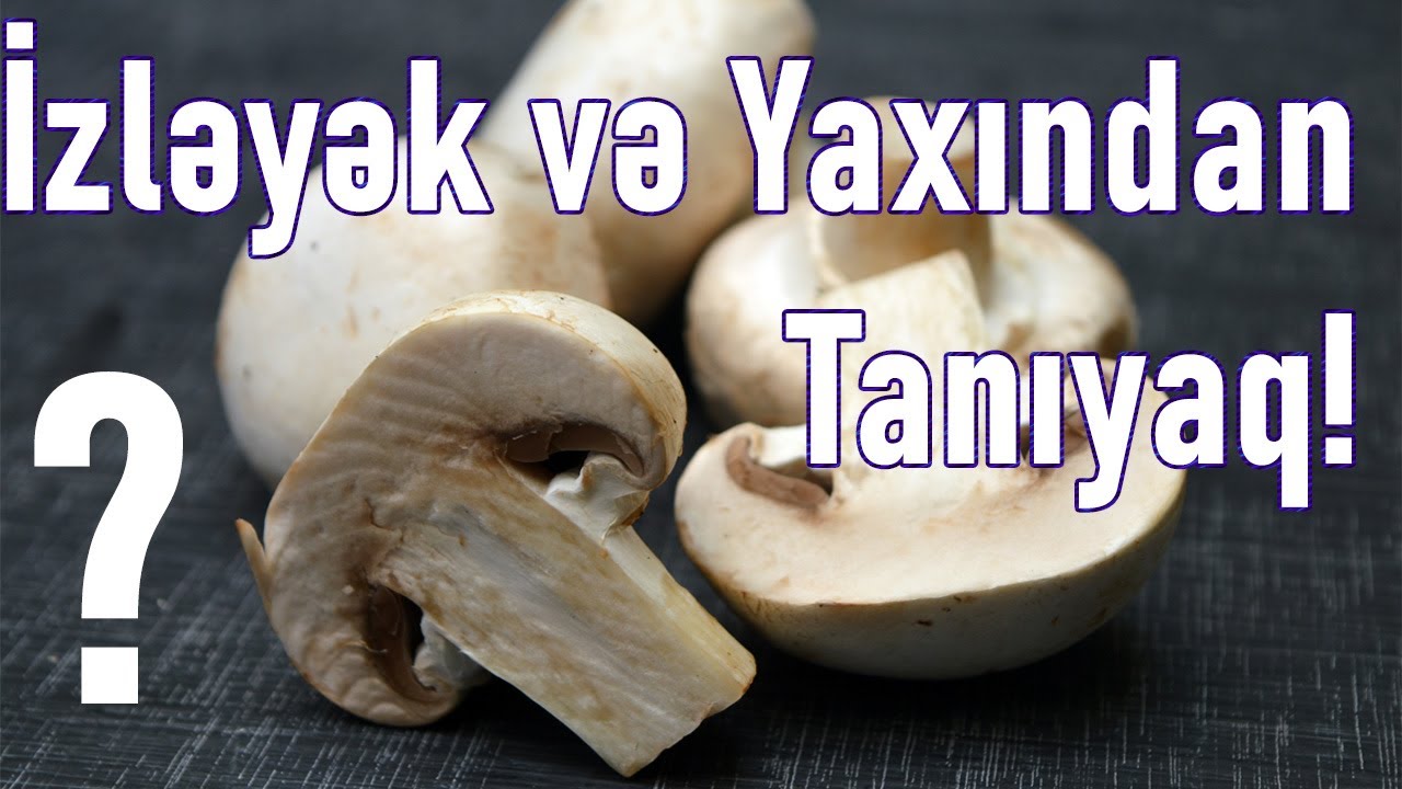 Heç Göbələyin Faydalarını BİLİRSİNİZMİ? | | ZƏHƏRLİSİ VƏ FAYDALISI