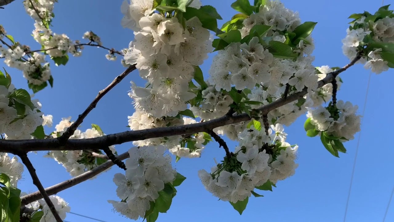 Un d&iacute;a de Primavera por el Valle del Jerte