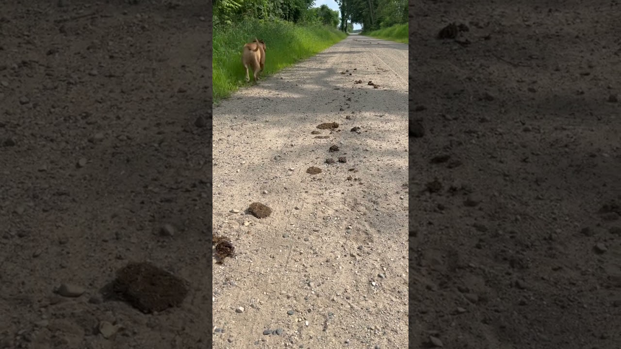 Tracking Amish 101