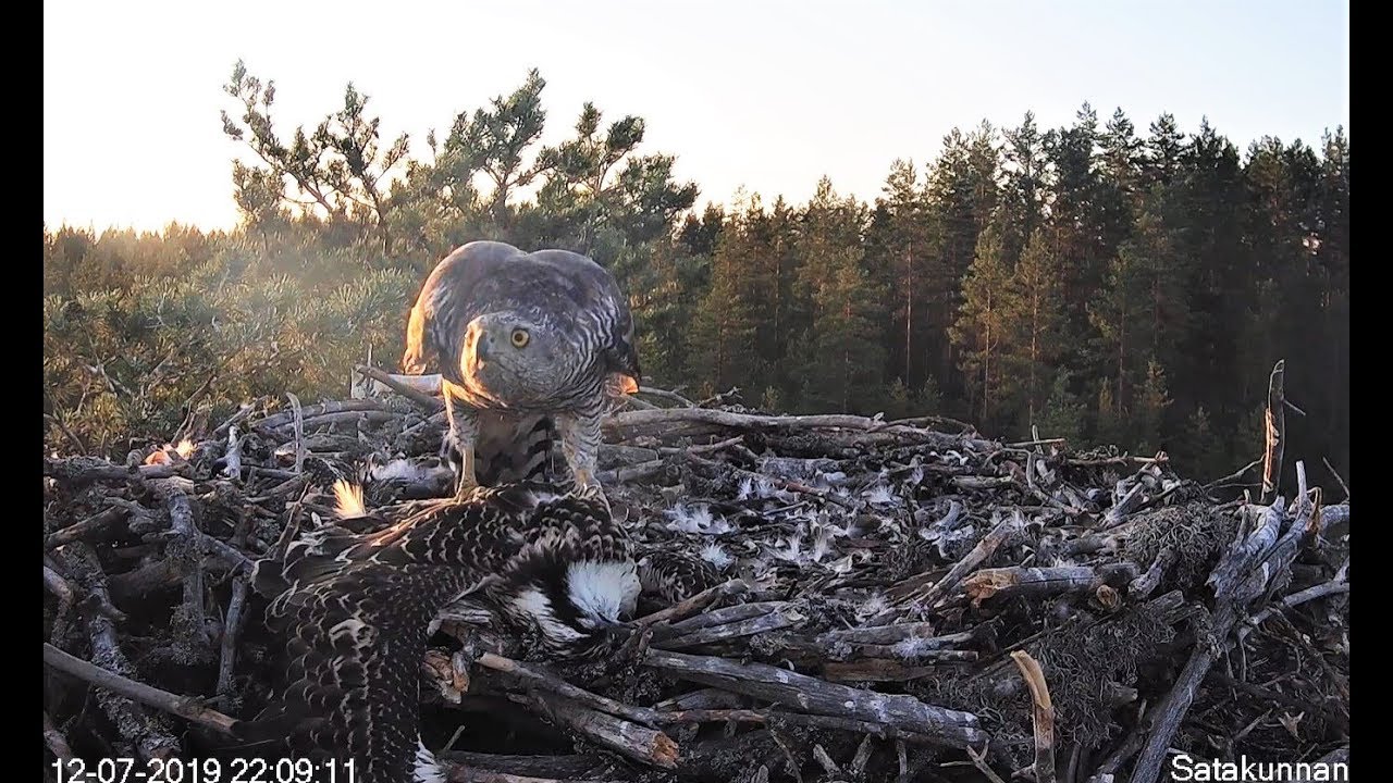 USE CAUTION ~ The Goshawk returns, parent dive bombs 2019 07 12 14 08 16 415