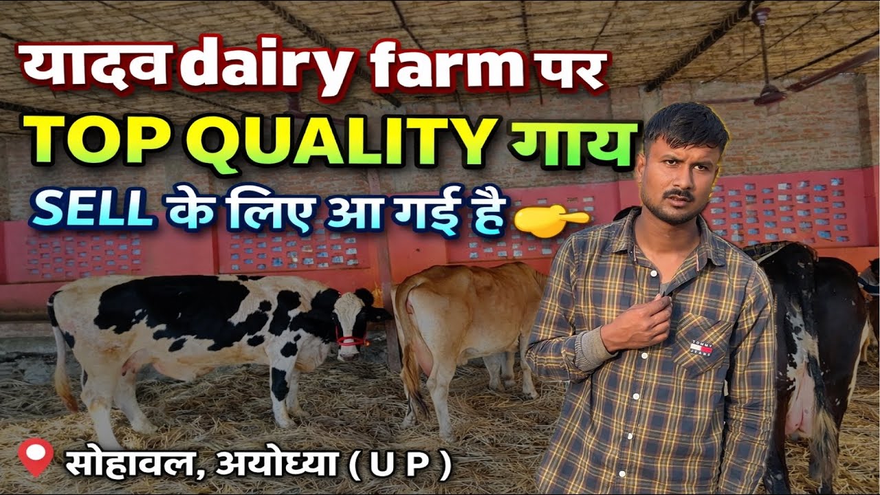 आज आई शानदार दूध देने वाली गाय 🐄 | यादव Dairy Farm Ayodhya | 👉